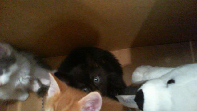 Shelter Stray Female Cat last seen CHARLOTTE, 8315 Byrum Dr, Charlotte, NC 28217, USA