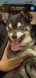 Lost Male Dog last seen OC fairgrounds, Costa Mesa, CA 92626