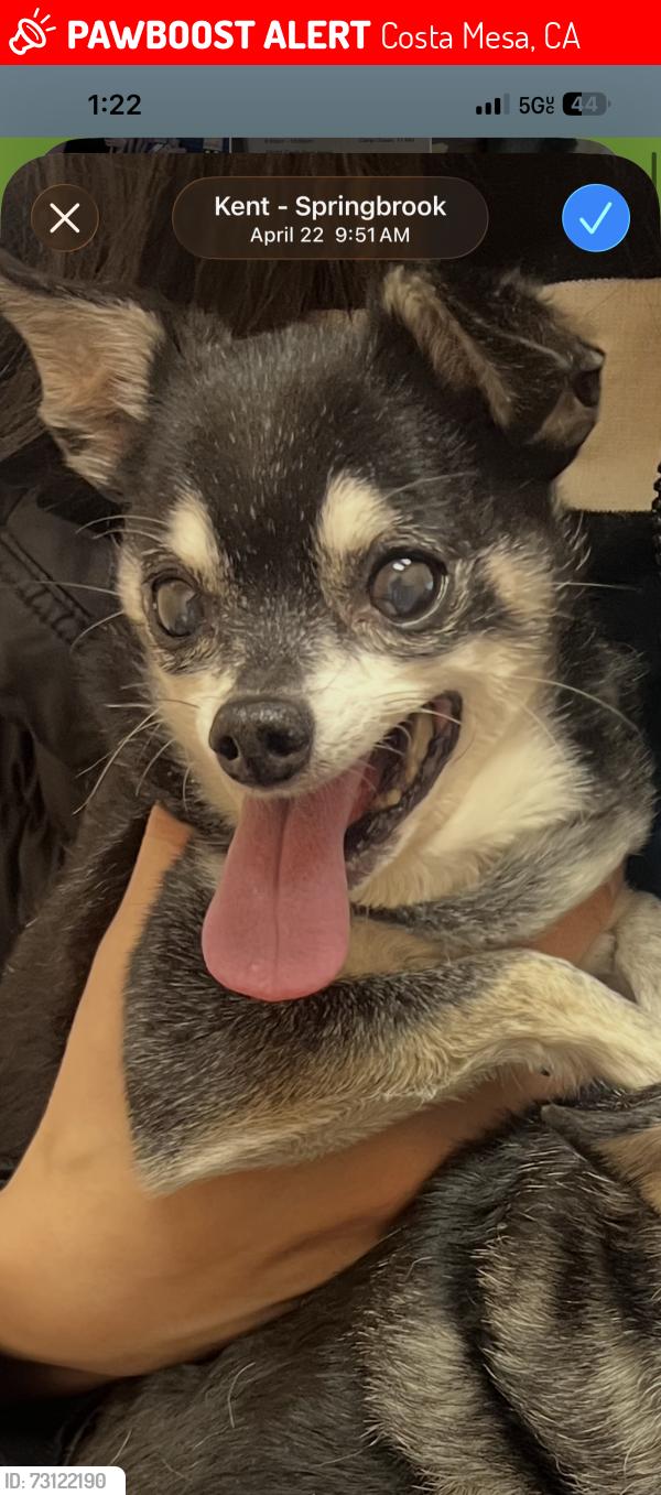 Lost Male Dog last seen OC fairgrounds, Costa Mesa, CA 92626
