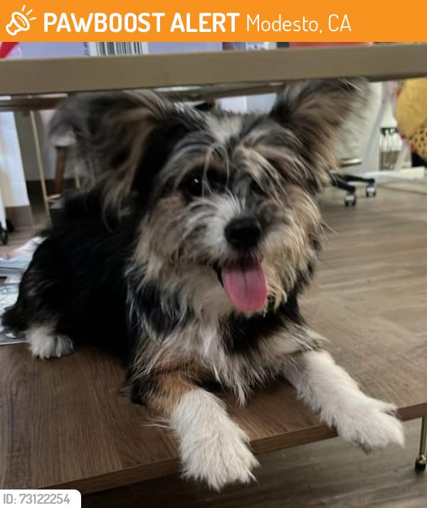 Found/Stray Male Dog last seen Conant ave, Modesto, CA 95350