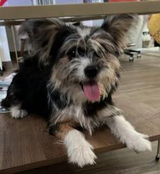 Found/Stray Male Dog last seen Conant ave, Modesto, CA 95350