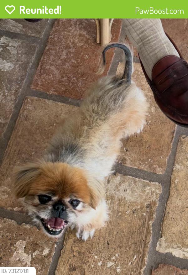 Reunited Male Dog last seen Sunset Dr, Los Angeles, CA 90272