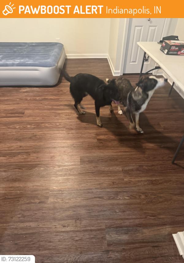 Found/Stray Female Dog last seen Southport and Harding, Indianapolis, IN 46217