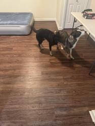 Found/Stray Female Dog last seen Southport and Harding, Indianapolis, IN 46217