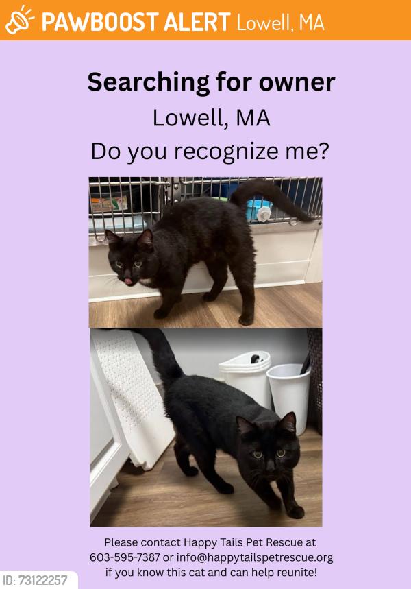 Found/Stray Male Cat last seen Was dropped off, Lowell, MA 01854