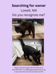 Found/Stray Male Cat last seen Was dropped off, Lowell, MA 01854