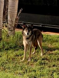 Reunited Unknown Dog last seen Auburn ave nw Palm Bay FL, Palm Bay, FL 32907