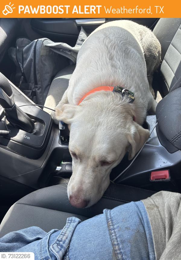 Found/Stray Male Dog last seen Near harmony rd. Weatherford tx, Weatherford, TX 76087
