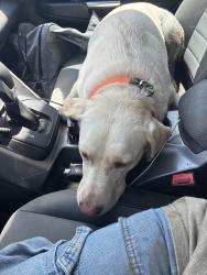 Found/Stray Male Dog last seen Near harmony rd. Weatherford tx, Weatherford, TX 76087