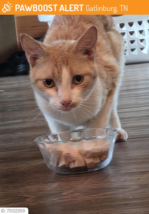 Found/Stray Unknown Cat last seen Fox Run and Overlook Villa, Gatlinburg, TN 37738
