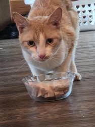 Found/Stray Unknown Cat last seen Fox Run and Overlook Villa, Gatlinburg, TN 37738