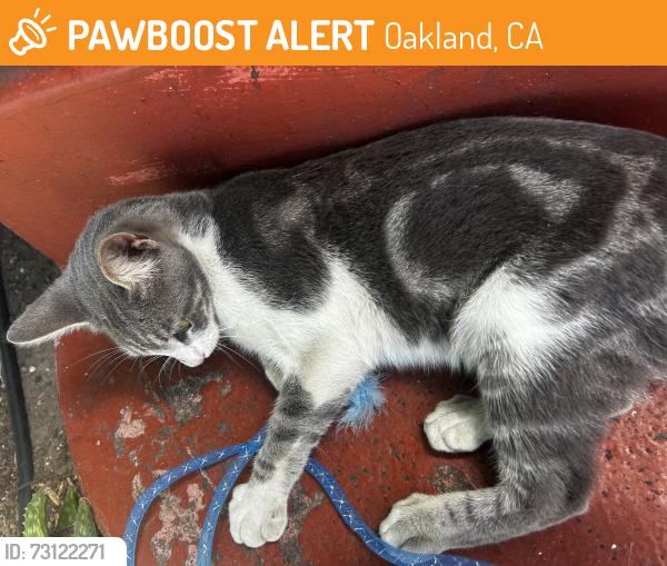 Found/Stray Male Cat last seen Roberts Ave and Millsbrae Ave, Oakland, CA 94605