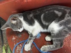 Found/Stray Male Cat last seen Roberts Ave and Millsbrae Ave, Oakland, CA 94605