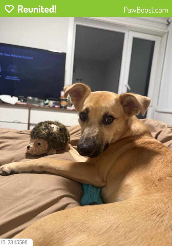 Reunited Male Dog last seen Rogers Playground in Eastlake, Seattle, WA 98102