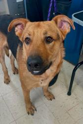 Reunited Male Dog last seen Charles and Grotto, Saint Paul, MN 55104