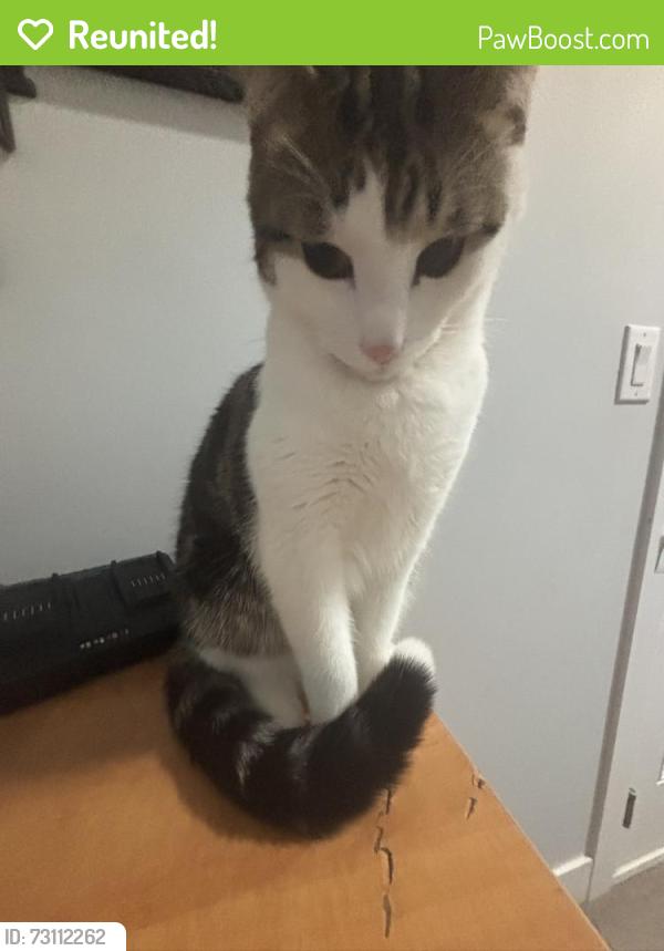 Reunited Male Cat last seen West haven public school, 7-11, places with trees and bushes, Leduc, AB T9E 1B6