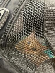Lost Female Cat last seen Pe13jx, Lincolnshire, England 