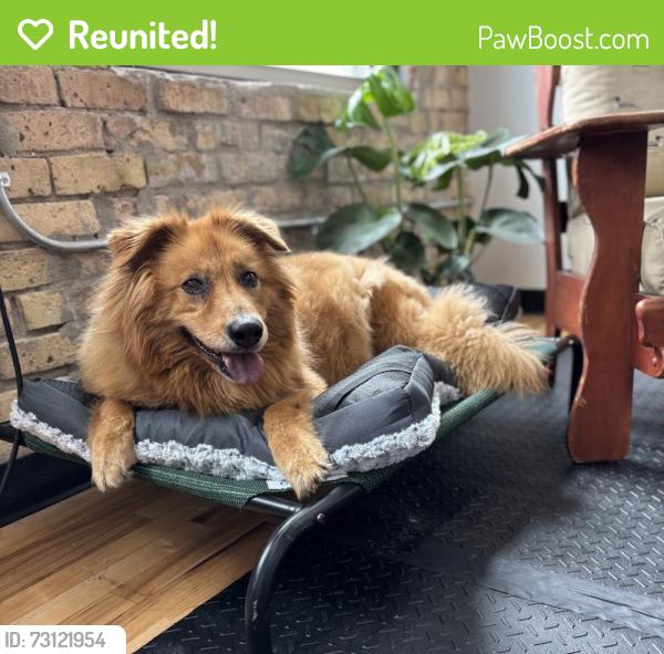 Reunited Female Dog last seen North Newton Ave + Oak Park Ave N, Minneapolis, MN 55411