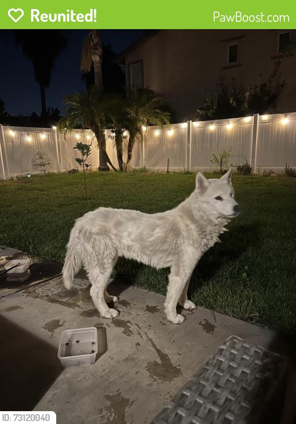 Reunited Male Dog last seen Montecito ests, Riverside, CA 92505