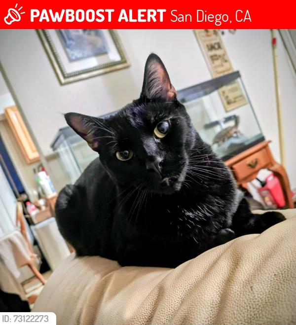 Lost Male Cat last seen Ocean view 40th, San Diego, CA 92113