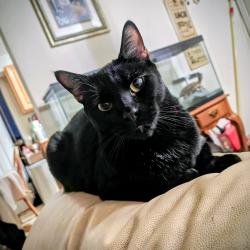 Lost Male Cat last seen Ocean view 40th, San Diego, CA 92113
