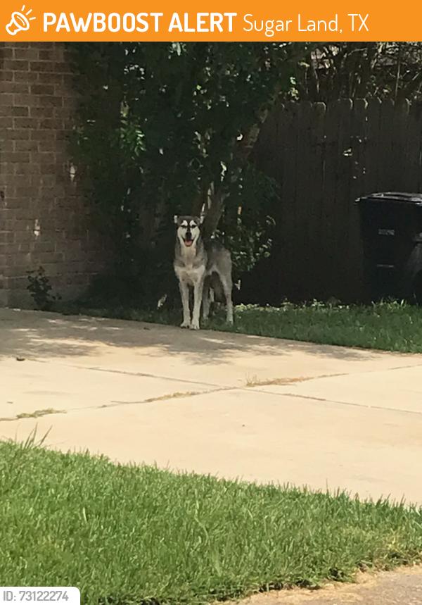 Found/Stray Unknown Dog last seen Blue falls, Sugar Land, TX 77498