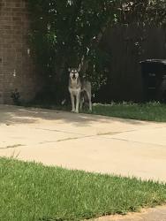 Found/Stray Unknown Dog last seen Blue falls, Sugar Land, TX 77498