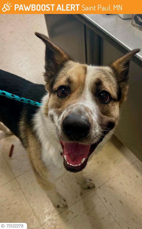 Found/Stray Male Dog last seen Forest and 4th, Saint Paul, MN 55106