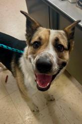 Found/Stray Male Dog last seen Forest and 4th, Saint Paul, MN 55106