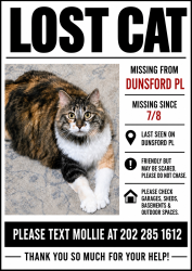 Lost Female Cat last seen Dunsford Place, Cary NC 27511, Cary, NC 27511