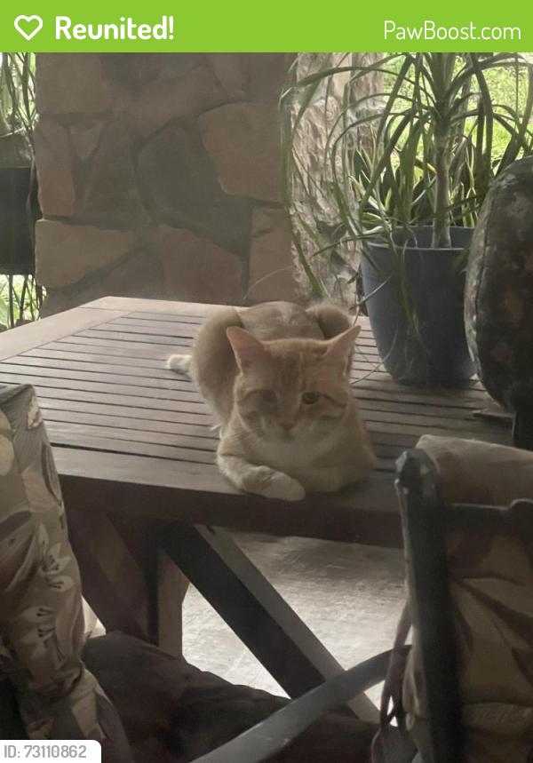 Reunited Male Cat last seen Barker cypress, Cypress, TX 77433