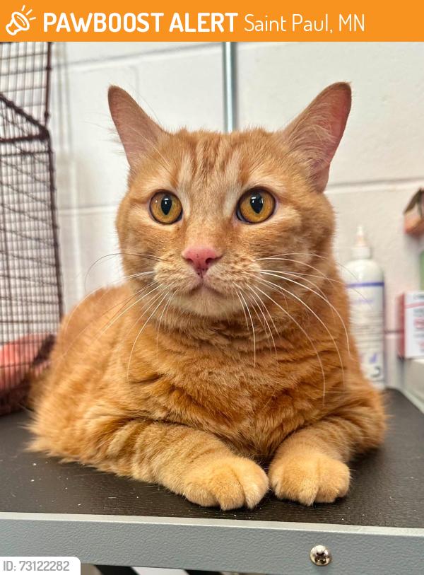 Found/Stray Female Cat last seen Snelling and Midway Parkway, Saint Paul, MN 55108