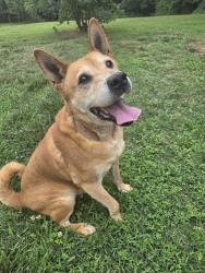 Reunited Male Dog last seen Near Bryant Mill Rd, Ararat, NC 27007, USA, Ararat, NC 27007