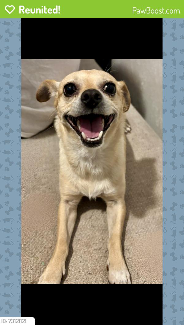 Reunited Female Dog last seen Williamsburg colony Archibald Blair, Katy, TX 77449
