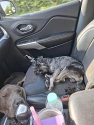 Lost Male Dog last seen Fairburn, Fairburn, GA 30213