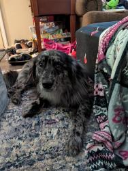 Reunited Male Dog last seen Limestone Dr finleyville pa, Union Township, PA 15332