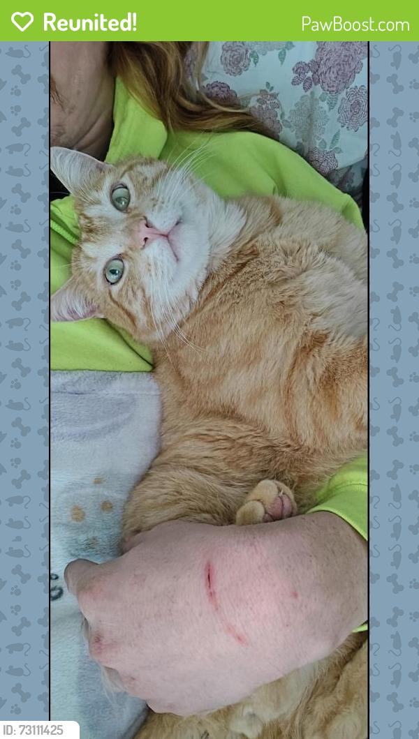 Reunited Female Cat last seen Mill Valley Lane, West Valley City, UT 84118