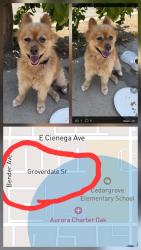 Found/Stray Female Dog last seen E. Groverdale St, Covina, Covina, CA 91722