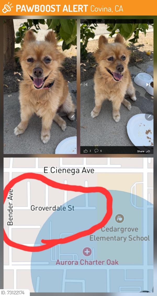 Found/Stray Female Dog last seen E. Groverdale St, Covina, Covina, CA 91722