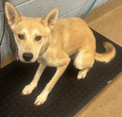 Shelter Stray Female Dog last seen Off 285 Express Way, 30340, 30340, GA, 3280 Chamblee Dunwoody Rd, Chamblee, GA 30341, USA