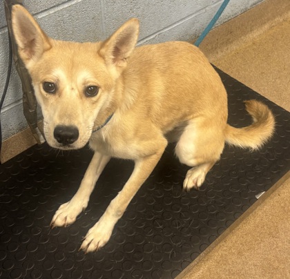 Shelter Stray Female Dog last seen Off 285 Express Way, 30340, 30340, GA, 3280 Chamblee Dunwoody Rd, Chamblee, GA 30341, USA
