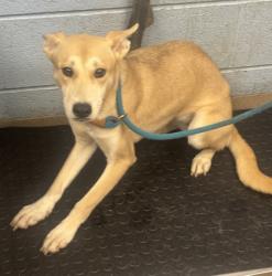 Shelter Stray Female Dog last seen Off 285 Express Way, 30340, 30340, GA, 3280 Chamblee Dunwoody Rd, Chamblee, GA 30341, USA