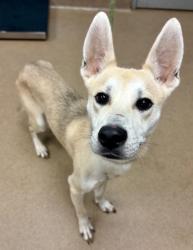 Shelter Stray Male Dog last seen Off 285 Express Way, 30340, 30340, GA, 3280 Chamblee Dunwoody Rd, Chamblee, GA 30341, USA