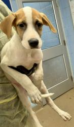 Shelter Stray Female Dog last seen Near Larkspur Ter, 30032, GA, 3280 Chamblee Dunwoody Rd, Chamblee, GA 30341, USA