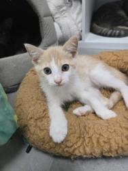 Shelter Stray Male Cat last seen Near Belltown rd, Dover,, 1639 Old Airport Rd, New Bern, NC 28562, USA