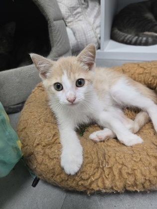 Shelter Stray Male Cat last seen Near Belltown rd, Dover,, 1639 Old Airport Rd, New Bern, NC 28562, USA