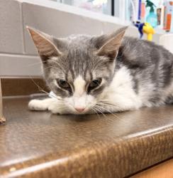 Shelter Stray Female Cat last seen Near Abercrombie Rd, 29626, Anderson County, SC, 1320 US-29, Anderson, SC 29626, USA