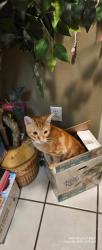 Lost Male Cat last seen Rapatel st. Mandeville la, 70448, Mandeville, LA 70448