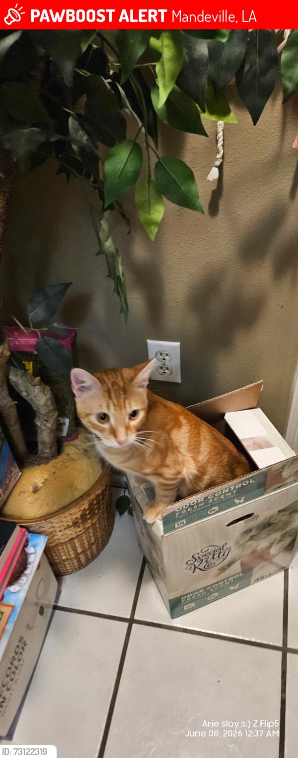 Lost Male Cat last seen Rapatel st. Mandeville la, 70448, Mandeville, LA 70448