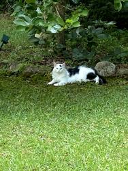 Found/Stray Unknown Cat last seen Lystra & Wilder Ridge, Chatham County, NC 27517